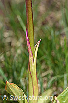 Orchis mascula (F183849)