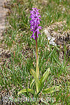 Orchis mascula (F183850)