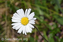 Alpenmasslieb (Aster bellidiastrum) (F183852) Alpenmasslieb (Aster bellidiastrum) (F183852)