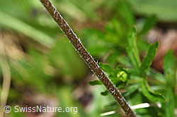Alpenmasslieb (Aster bellidiastrum) (F183853) Alpenmasslieb (Aster bellidiastrum) (F183853)