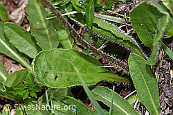Alpenmasslieb (Aster bellidiastrum) (F183854) Alpenmasslieb (Aster bellidiastrum) (F183854)