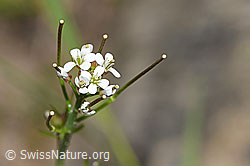 Wald-Schaumkraut (Cardamine flexuosa) (F183868) Wald-Schaumkraut (Cardamine flexuosa) (F183868)