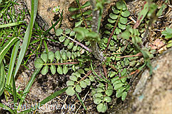 Wald-Schaumkraut (Cardamine flexuosa) (F183869) Wald-Schaumkraut (Cardamine flexuosa) (F183869)