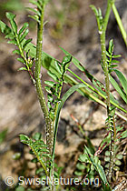 Wald-Schaumkraut (Cardamine flexuosa) (F183872) Wald-Schaumkraut (Cardamine flexuosa) (F183872)