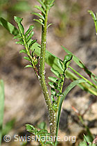 Wald-Schaumkraut (Cardamine flexuosa) (F183873) Wald-Schaumkraut (Cardamine flexuosa) (F183873)