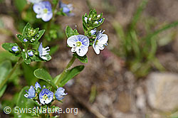 Quendel-Ehrenpreis (Veronica serpyllifolia) (19.06.2021, F183895)