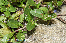 Veronica serpyllifolia (F183896)