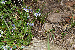 Quendel-Ehrenpreis (Veronica serpyllifolia) (19.06.2021, F183899)