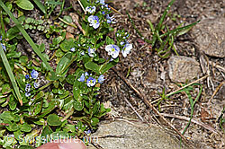 Veronica serpyllifolia (F183900)