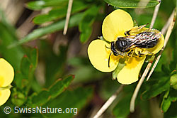 Blutwurz (Potentilla erecta)