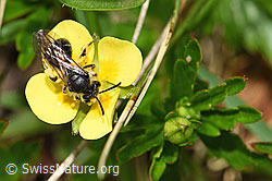 Gewöhnliche Zwergsandbiene (Andrena minutula) auf Blutwurz (Potentilla erecta) (F183906) Gewöhnliche Zwergsandbiene (Andrena minutula) auf Blutwurz (Potentilla erecta) (F183906)