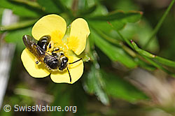 Gewöhnliche Zwergsandbiene (Andrena minutula) auf Blutwurz (Potentilla erecta) (F183907) Gewöhnliche Zwergsandbiene (Andrena minutula) auf Blutwurz (Potentilla erecta) (F183907)
