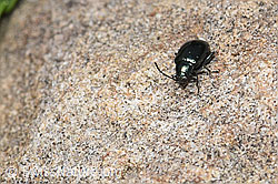 Unechter Kohlerdfloh (Altica oleracea) (19.06.2021, F183912)