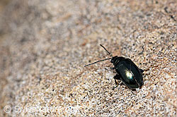 Unechter Kohlerdfloh (Altica oleracea) (19.06.2021, F183914)