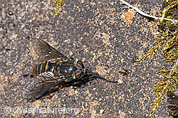 Bergbremse (Hybomitra auripila) (F183920) Bergbremse (Hybomitra auripila) (F183920)