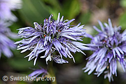 Herzblättrige Kugelblume (Globularia cordifolia) (F183986) Herzblättrige Kugelblume (Globularia cordifolia) (F183986)