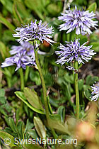 Herzblättrige Kugelblume (Globularia cordifolia) (F183988) Herzblättrige Kugelblume (Globularia cordifolia) (F183988)