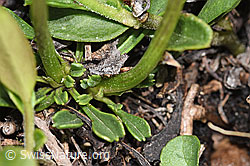 Herzblättrige Kugelblume (Globularia cordifolia) (F183991) Herzblättrige Kugelblume (Globularia cordifolia) (F183991)