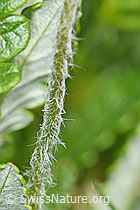 Androsace chamaejasme (F183996)