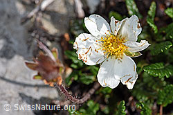 Silberwurz (Dryas octopetala) (F184004) Silberwurz (Dryas octopetala) (F184004)