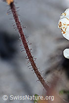 Silberwurz (Dryas octopetala) (F184008) Silberwurz (Dryas octopetala) (F184008)