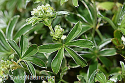 Glänzender Silbermantel (Alchemilla nitida) (F184012) Glänzender Silbermantel (Alchemilla nitida) (F184012)