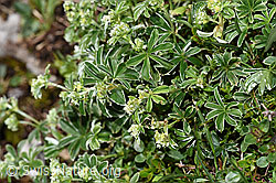 Glänzender Silbermantel (Alchemilla nitida) (F184013) Glänzender Silbermantel (Alchemilla nitida) (F184013)