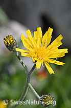 Gabeliges Habichtskraut (Hieracium bifidum) (26.06.2021, F184014)