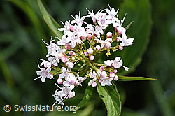 Dreiblatt-Baldrian (Valerina tripteris) (F184019) Dreiblatt-Baldrian (Valerina tripteris) (F184019)