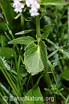 Dreiblatt-Baldrian (Valerina tripteris) (F184021) Dreiblatt-Baldrian (Valerina tripteris) (F184021)