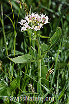 Dreiblatt-Baldrian (Valerina tripteris) (F184022) Dreiblatt-Baldrian (Valerina tripteris) (F184022)