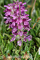 Quirlblättriges Läusekraut (Pedicularis verticillata) (F184023)