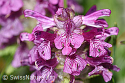 Quirlblättriges Läusekraut (Pedicularis verticillata) (F184025)