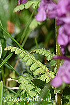 Quirlblättriges Läusekraut (Pedicularis verticillata) (F184026)