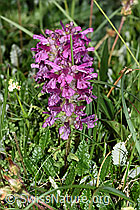 Quirlblättriges Läusekraut (Pedicularis verticillata) (F184027)