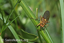 Gelbe Dungfliege (Scathophaga stercoraria) (F184042) Gelbe Dungfliege (Scathophaga stercoraria) (F184042)