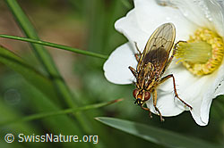 Gelbe Dungfliege (Scathophaga stercoraria) auf Blume (F184046) Gelbe Dungfliege (Scathophaga stercoraria) auf Blume (F184046)