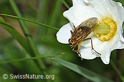 Gelbe Dungfliege (Scathophaga stercoraria) auf Blume (F184047) Gelbe Dungfliege (Scathophaga stercoraria) auf Blume (F184047)