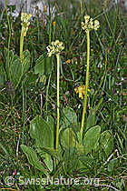 Flühblümchen (Primula auricula) (F184049) Flühblümchen (Primula auricula) (F184049)