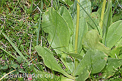 Flühblümchen (Primula auricula) (F184051) Flühblümchen (Primula auricula) (F184051)
