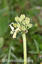 Flühblümchen (Primula auricula) (F184052) Flühblümchen (Primula auricula) (F184052)