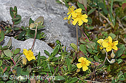 Alpen-Sonnenröschen (Helianthemum alpestre) (26.06.2021, F184059)