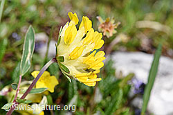 Alpen-Wundklee (Anthyllis vulneraria ssp. alpestris) (F184060) Alpen-Wundklee (Anthyllis vulneraria ssp. alpestris) (F184060)