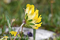 Alpen-Wundklee (Anthyllis vulneraria ssp. alpestris) (F184061) Alpen-Wundklee (Anthyllis vulneraria ssp. alpestris) (F184061)