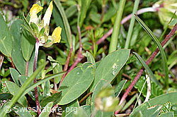 Alpen-Wundklee (Anthyllis vulneraria ssp. alpestris) (F184063) Alpen-Wundklee (Anthyllis vulneraria ssp. alpestris) (F184063)