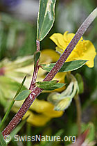 Alpen-Wundklee (Anthyllis vulneraria ssp. alpestris) (F184064) Alpen-Wundklee (Anthyllis vulneraria ssp. alpestris) (F184064)