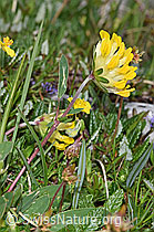 Alpen-Wundklee (Anthyllis vulneraria ssp. alpestris) (F184068) Alpen-Wundklee (Anthyllis vulneraria ssp. alpestris) (F184068)