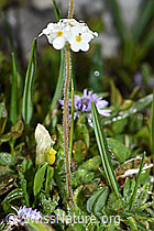 Bewimperter Mannsschild (Androsace chamaejasme) (26.06.2021, F184077)