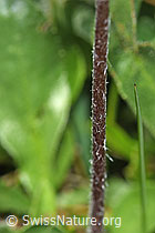 Alpenmasslieb (Aster bellidiastrum) (F184085)