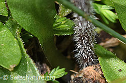 Alpenmasslieb (Aster bellidiastrum) (F184086)